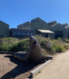 The blue whale skeleton in Santa Cruz