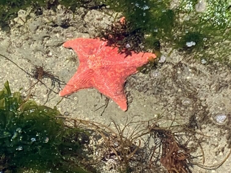 The Santa Cruz Wharf